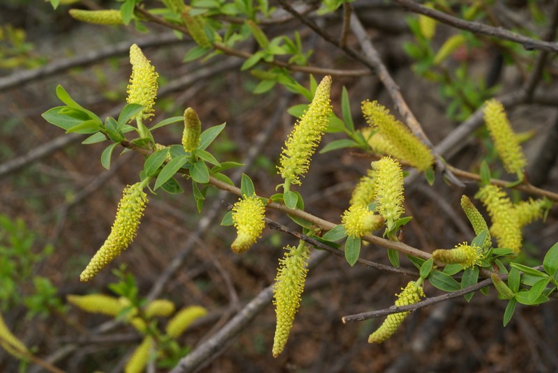Salix nipponica photo 7