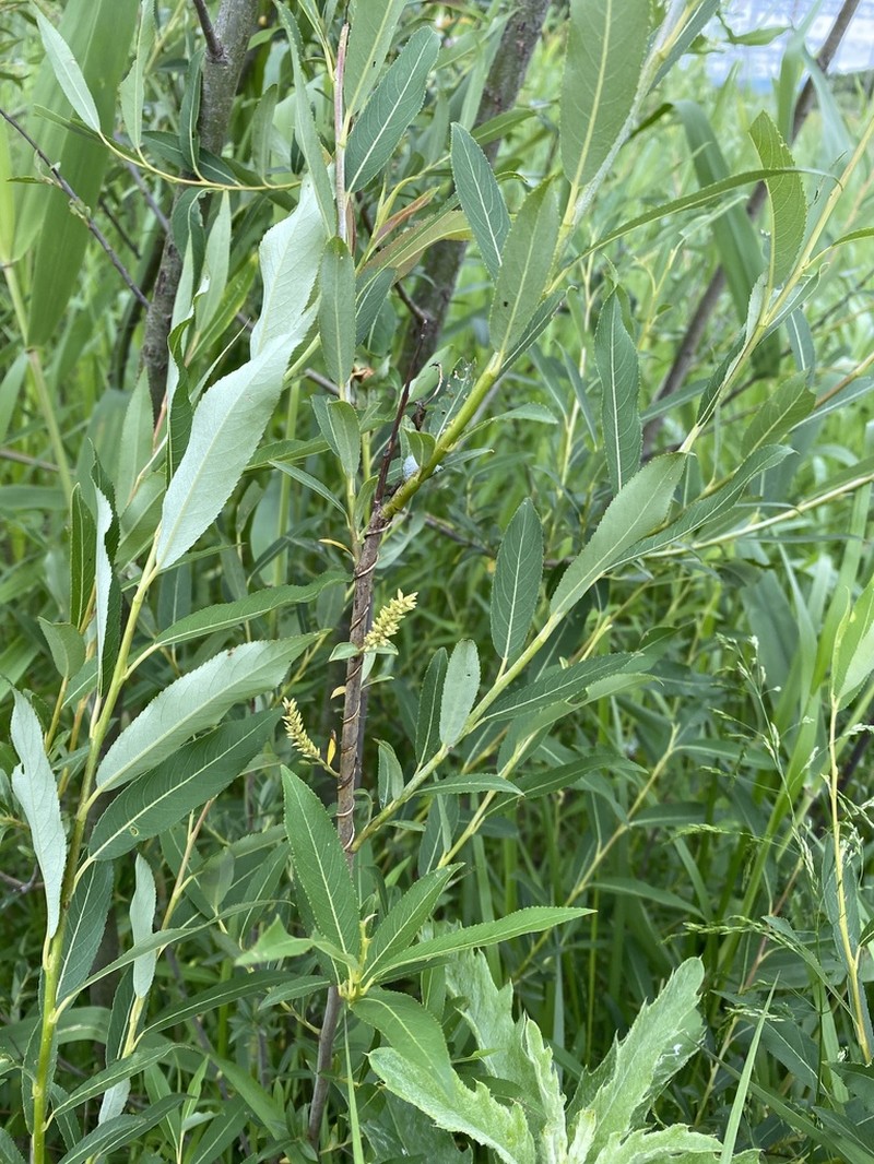 Salix nipponica photo 8