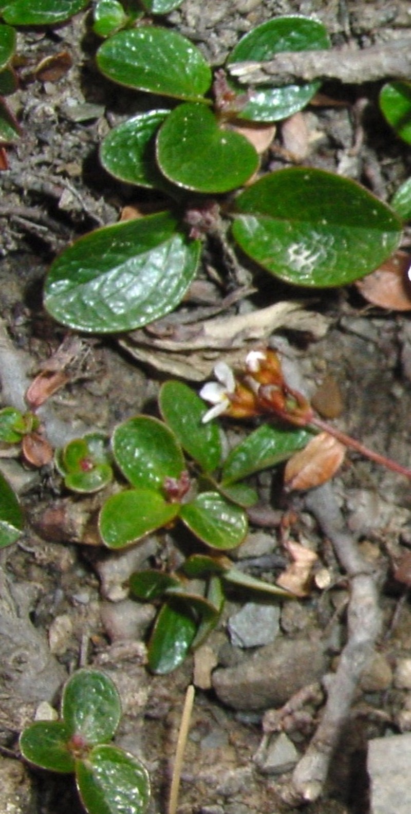 Snow Willow photo 8