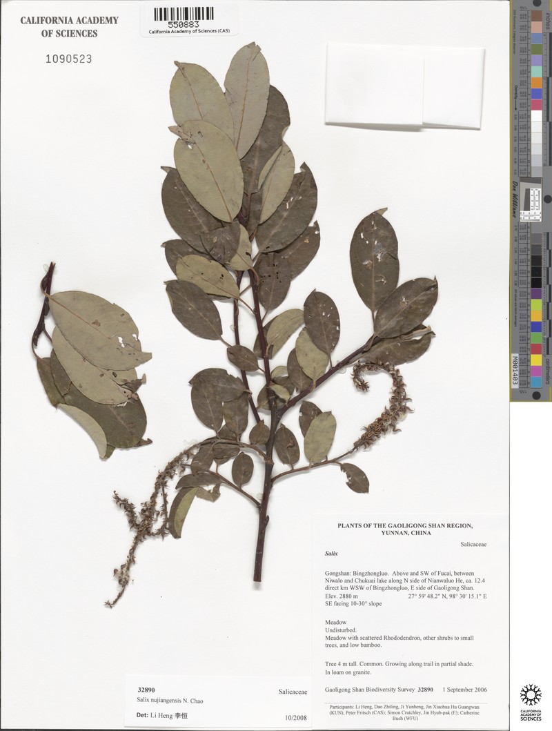 Salix nujiangensis