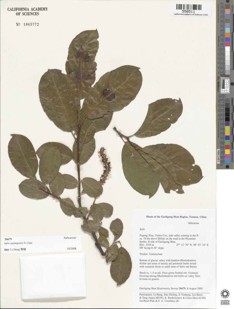 Salix nujiangensis photo 2