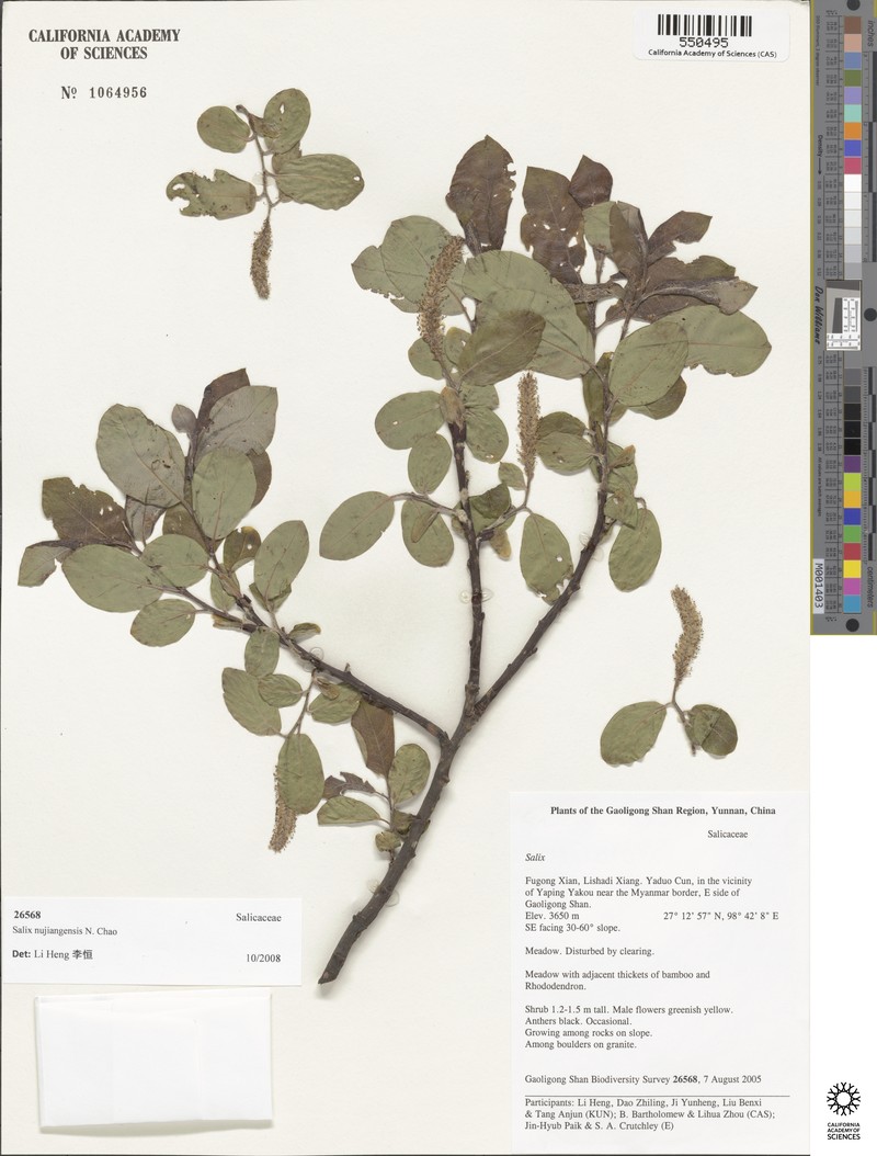 Salix nujiangensis photo 3