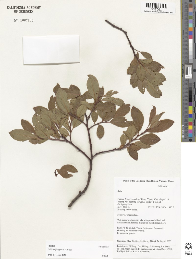 Salix nujiangensis photo 4