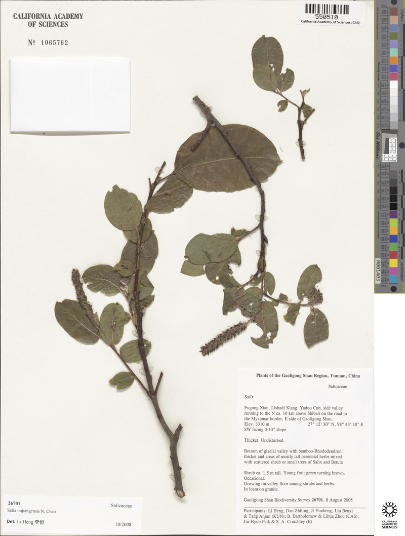 Salix nujiangensis photo 5