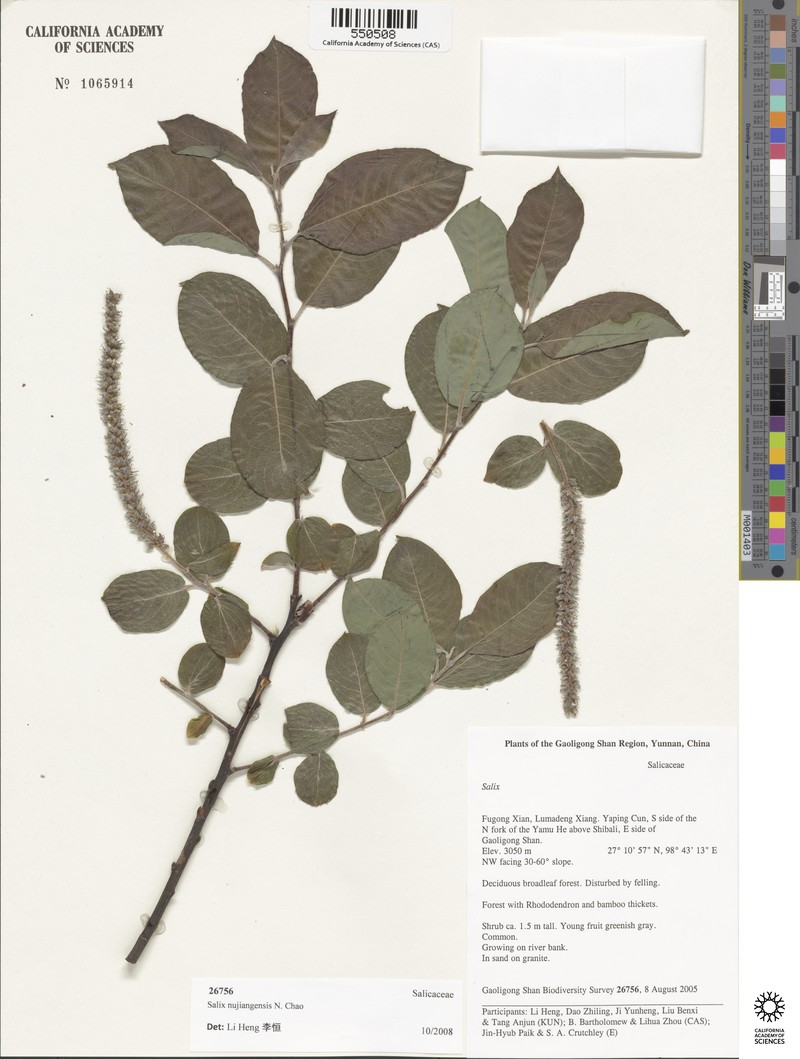 Salix nujiangensis photo 6