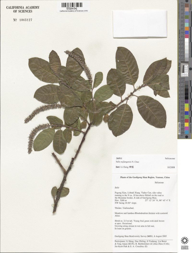 Salix nujiangensis photo 7