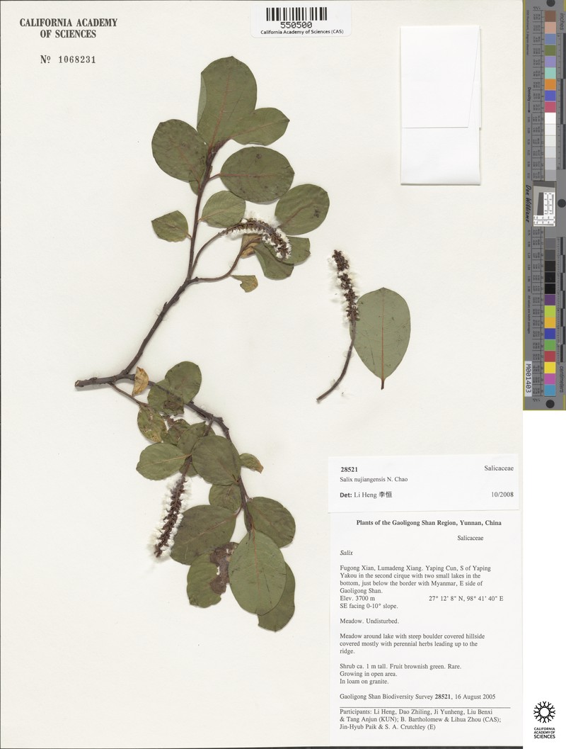 Salix nujiangensis photo 8