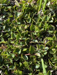 Barren Ground Willow