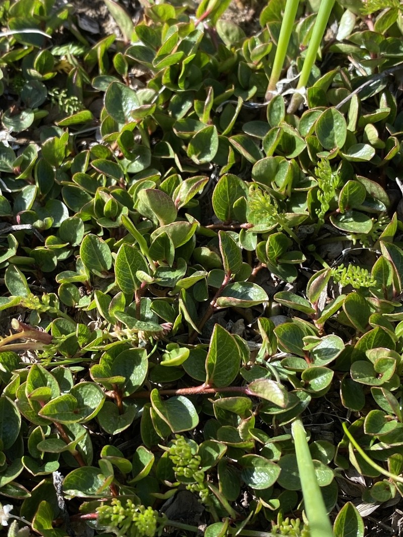 Barren Ground Willow