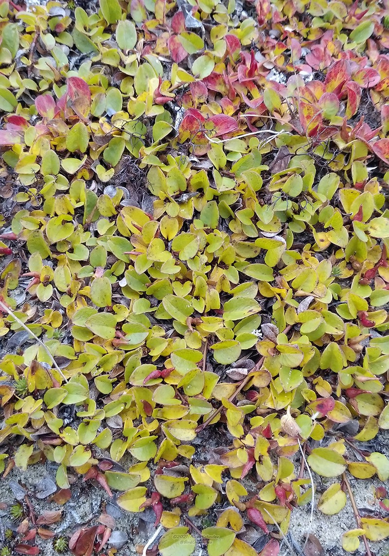 Barren Ground Willow photo 2
