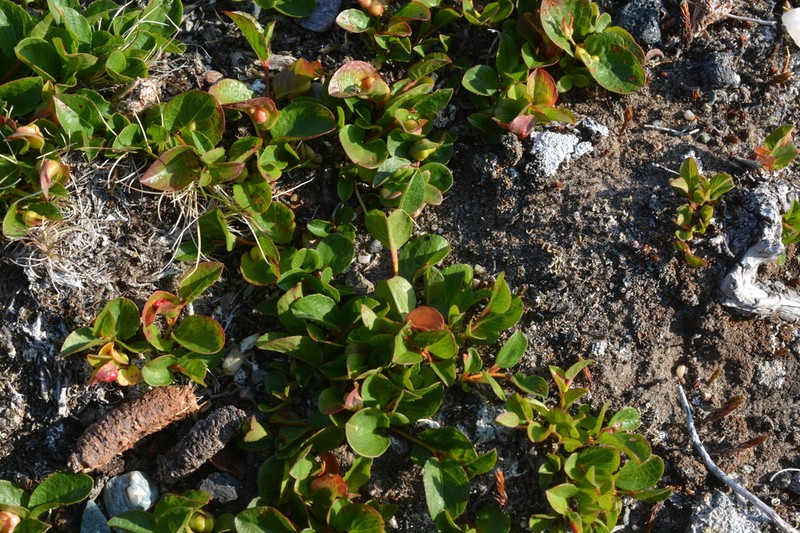 Barren Ground Willow photo 3