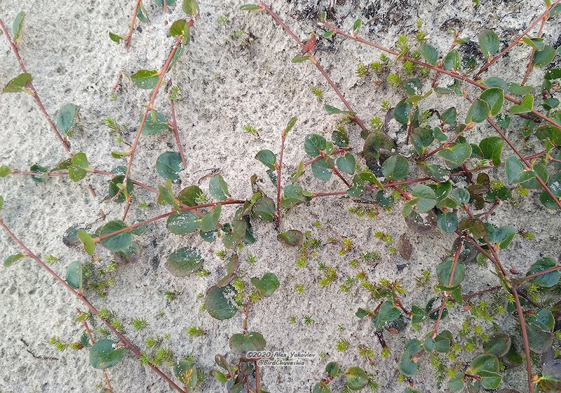 Barren Ground Willow photo 4