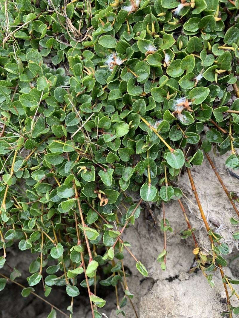 Barren Ground Willow photo 5