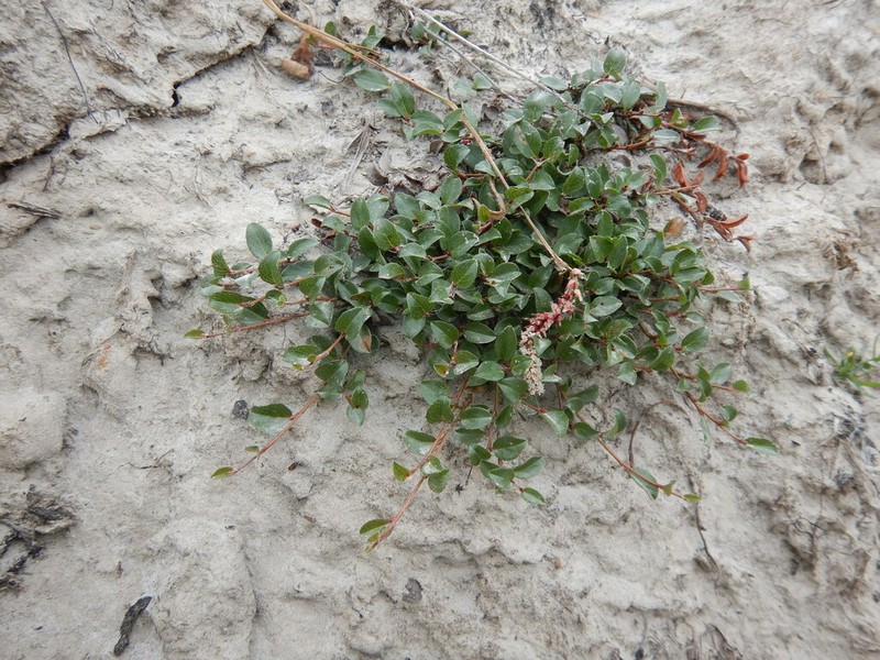 Barren Ground Willow photo 6