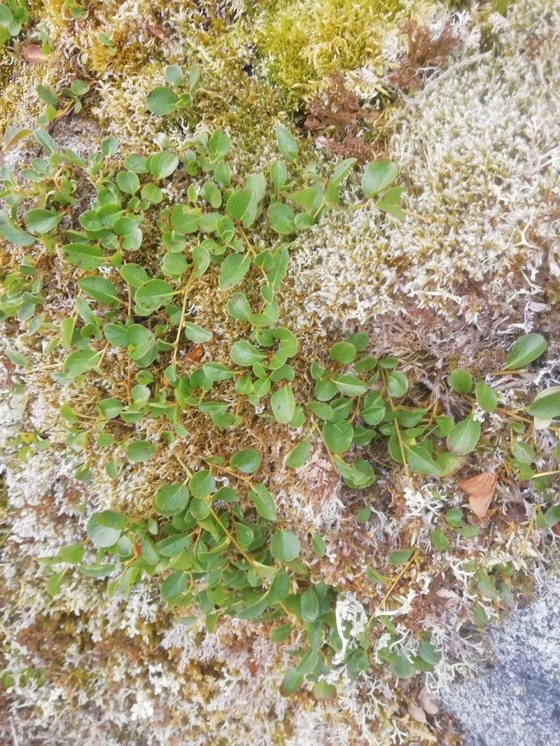Barren Ground Willow photo 7