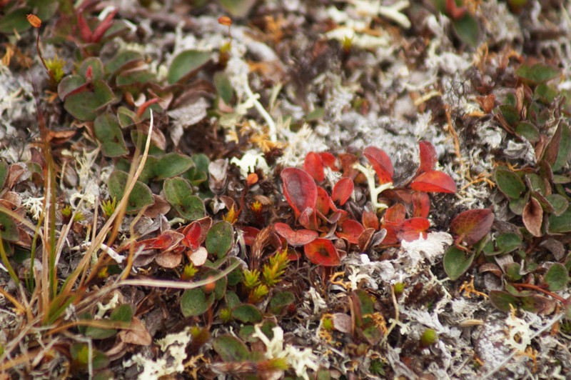 Barren Ground Willow photo 8