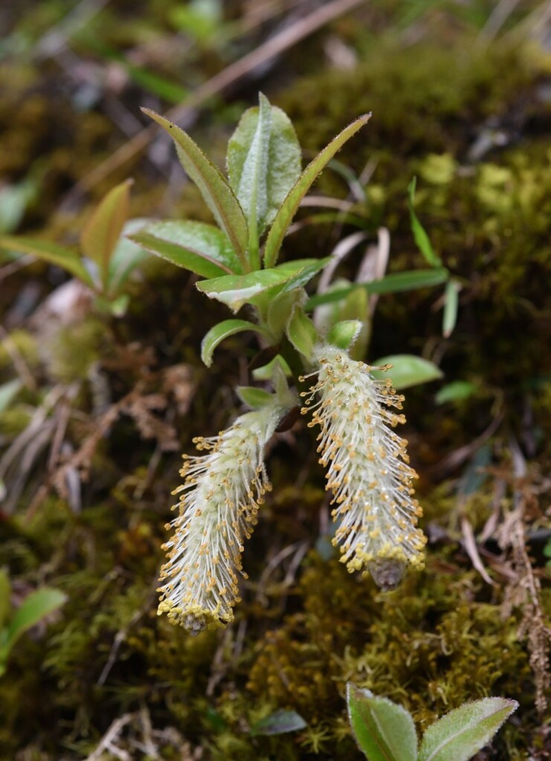 Salix okamotoana