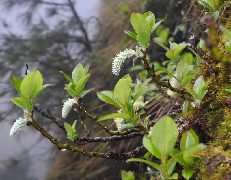 Salix okamotoana photo 2