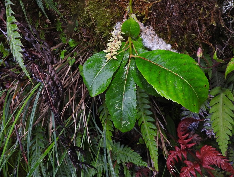 Salix okamotoana photo 3