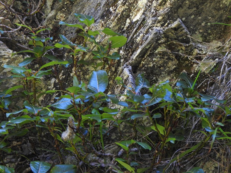 Salix okamotoana photo 6
