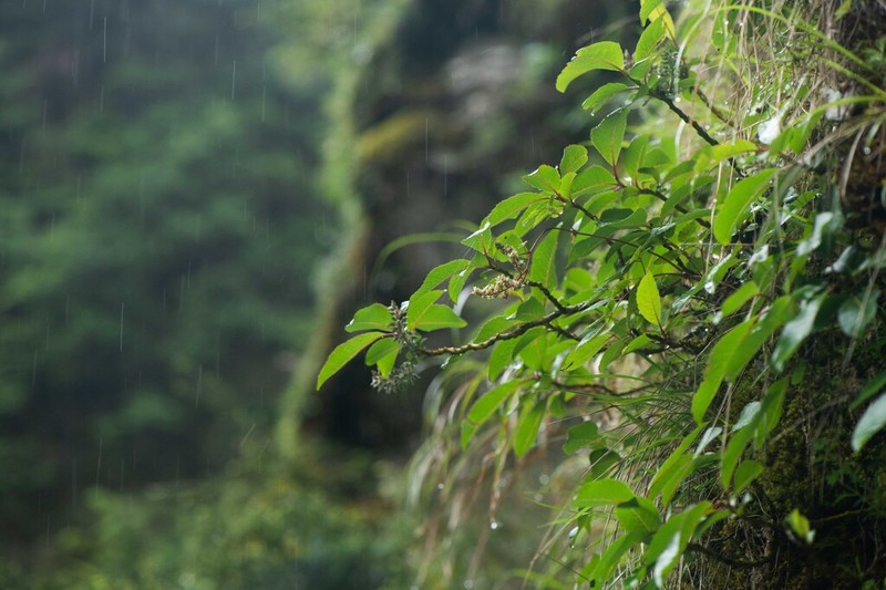 Salix okamotoana photo 7