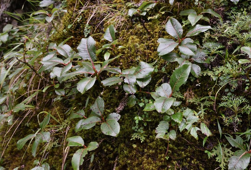 Salix okamotoana photo 8