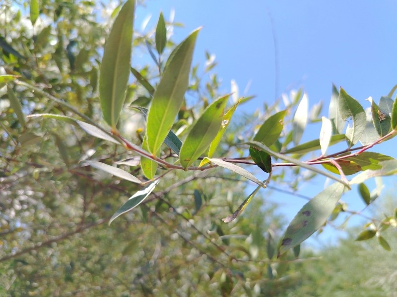 Salix olgae