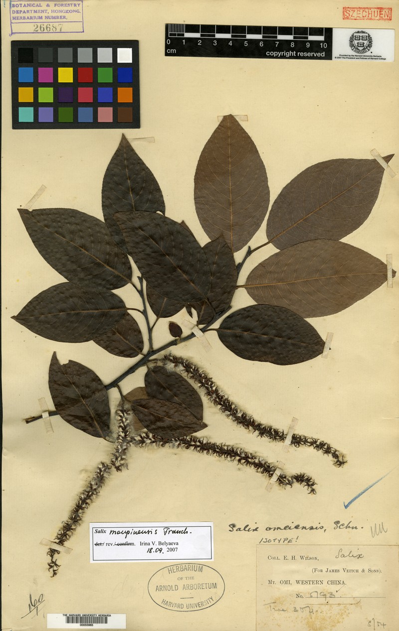 Salix omeiensis