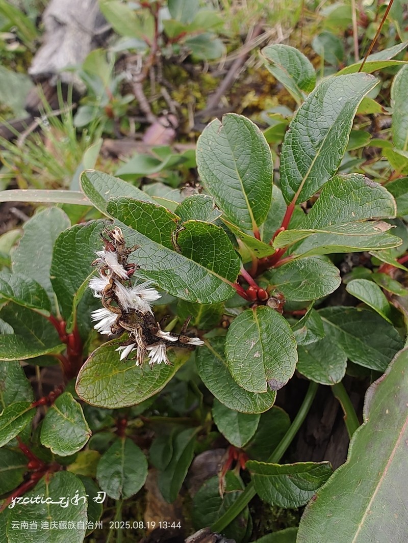 Salix opsimantha