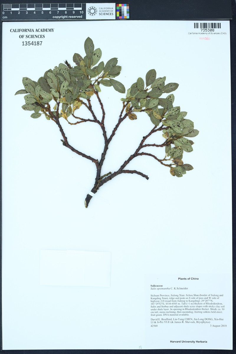 Salix opsimantha photo 2
