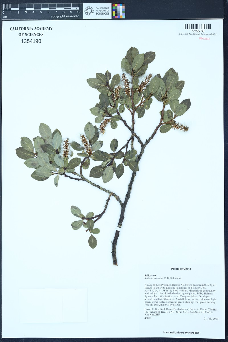 Salix opsimantha photo 3