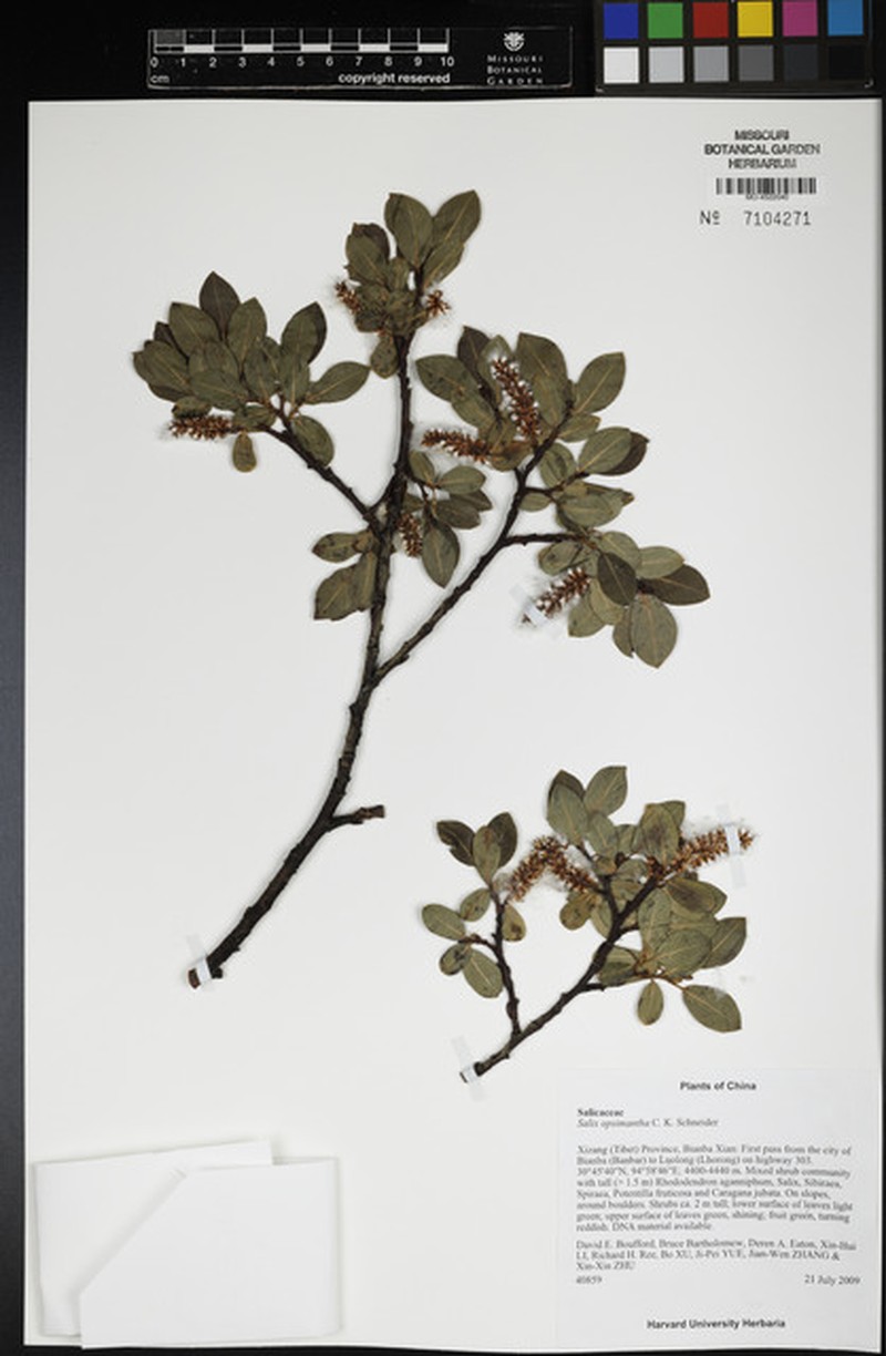 Salix opsimantha photo 4
