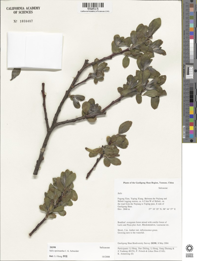 Salix opsimantha photo 5