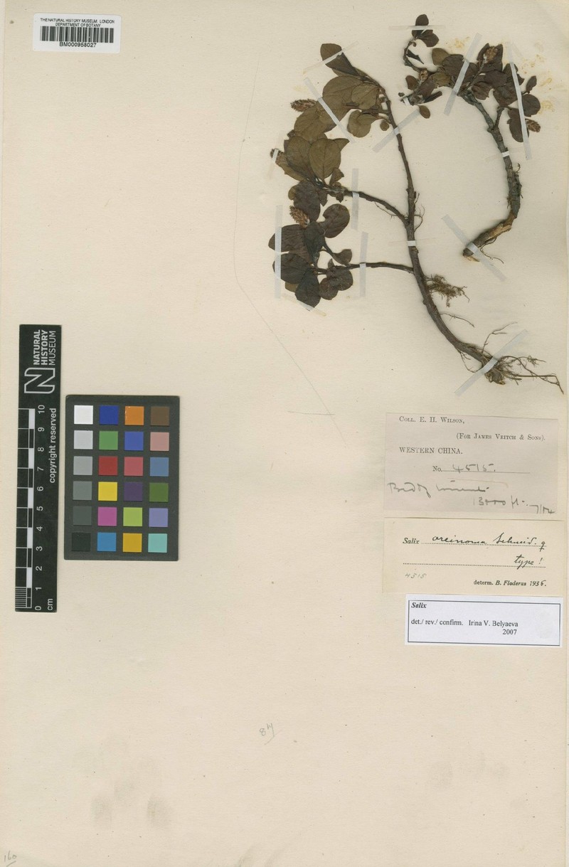 Salix oreinoma