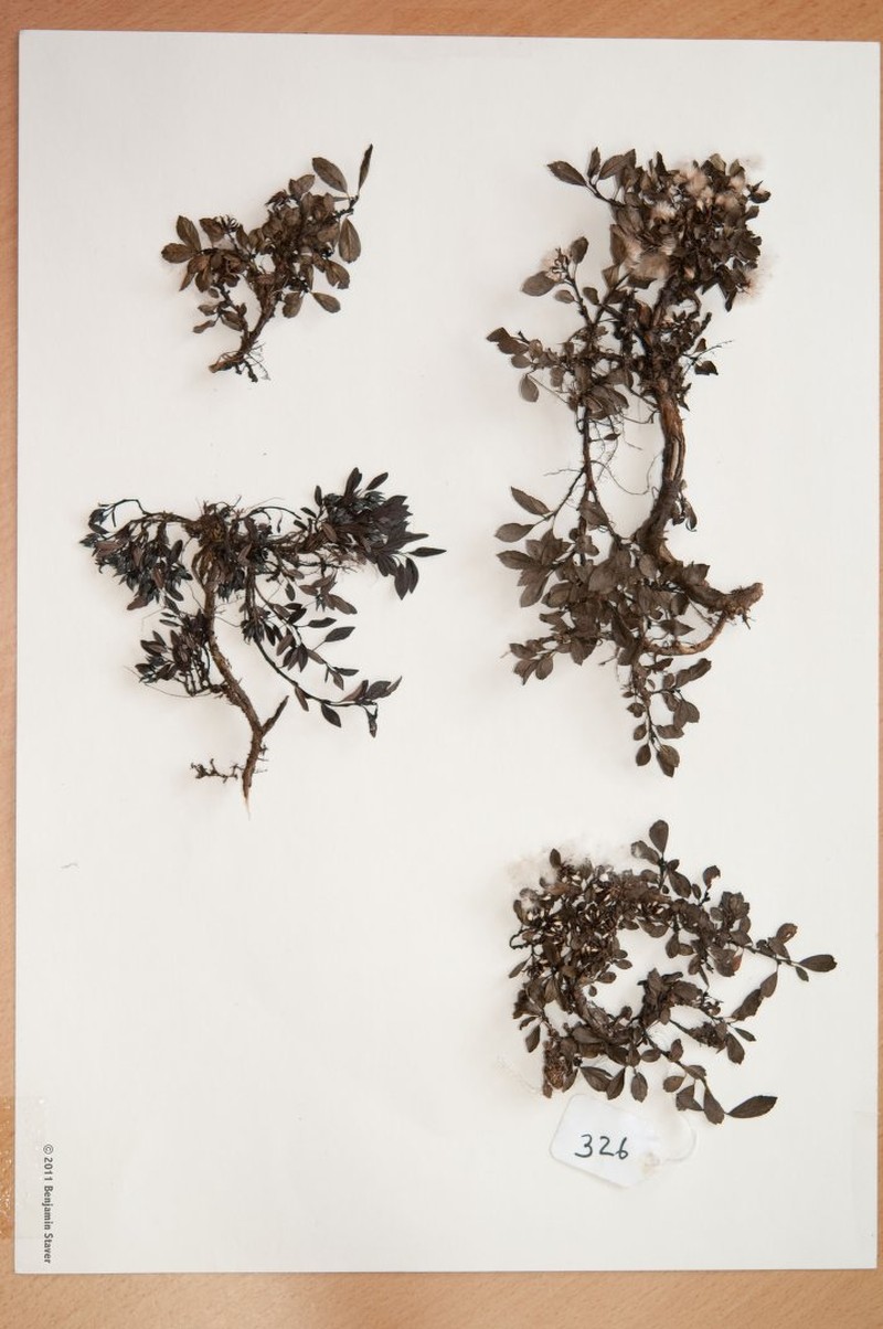 Salix oreophila