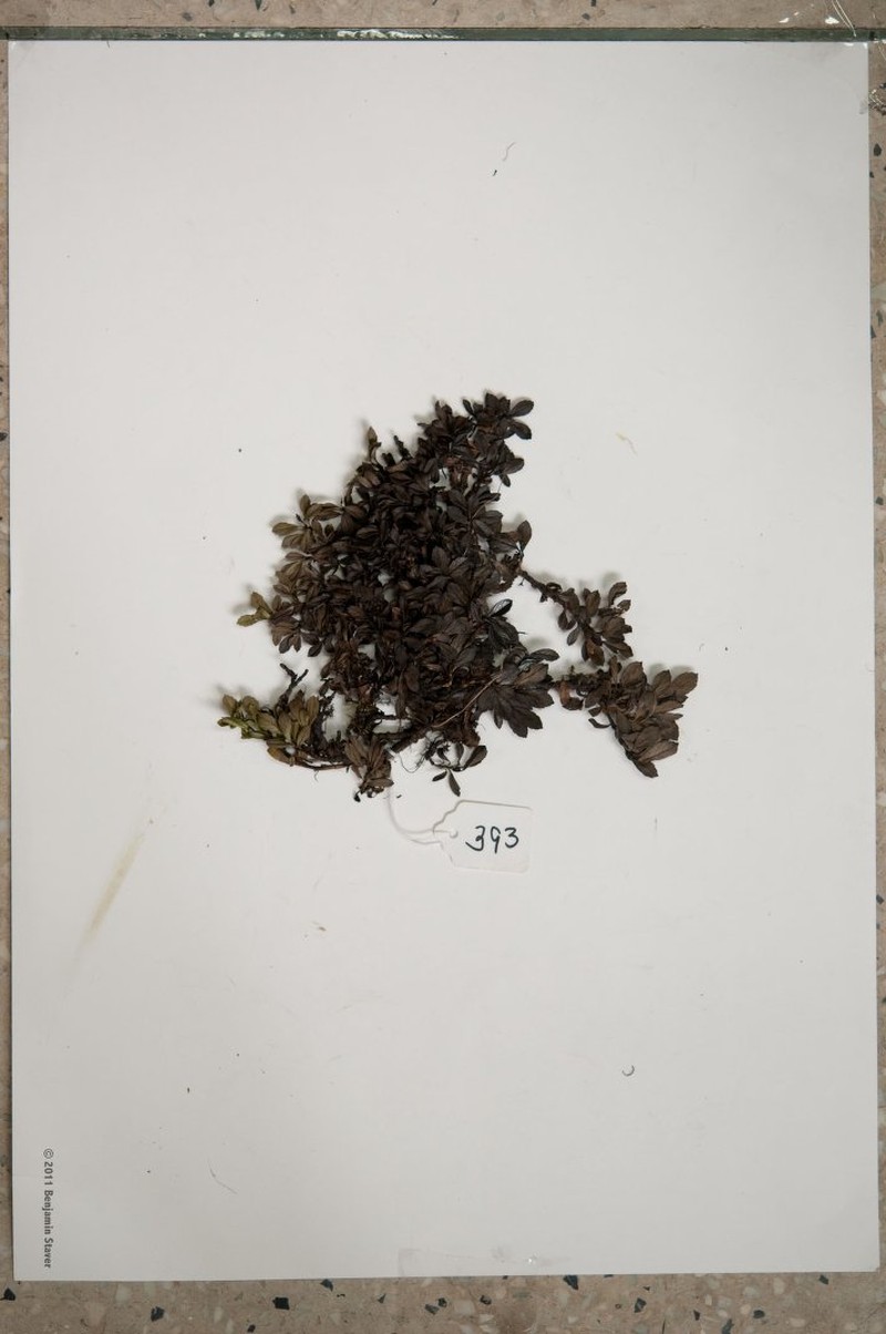 Salix oreophila photo 2