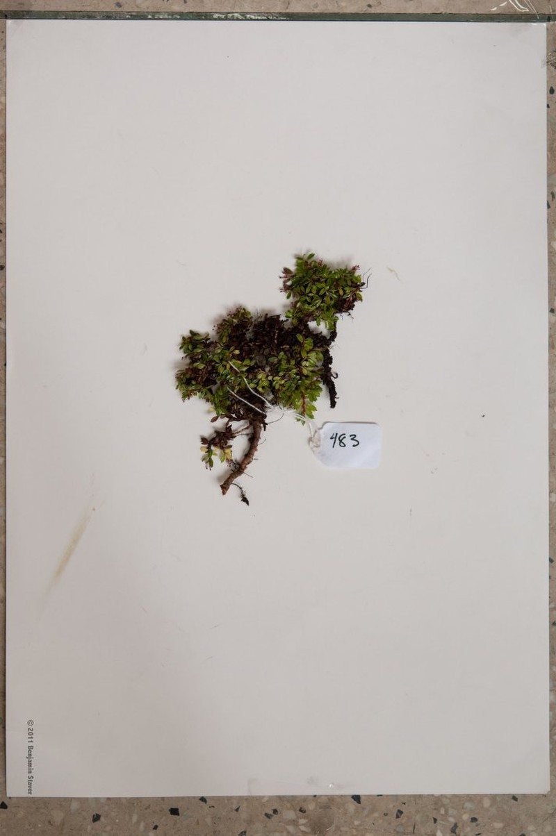 Salix oreophila photo 3