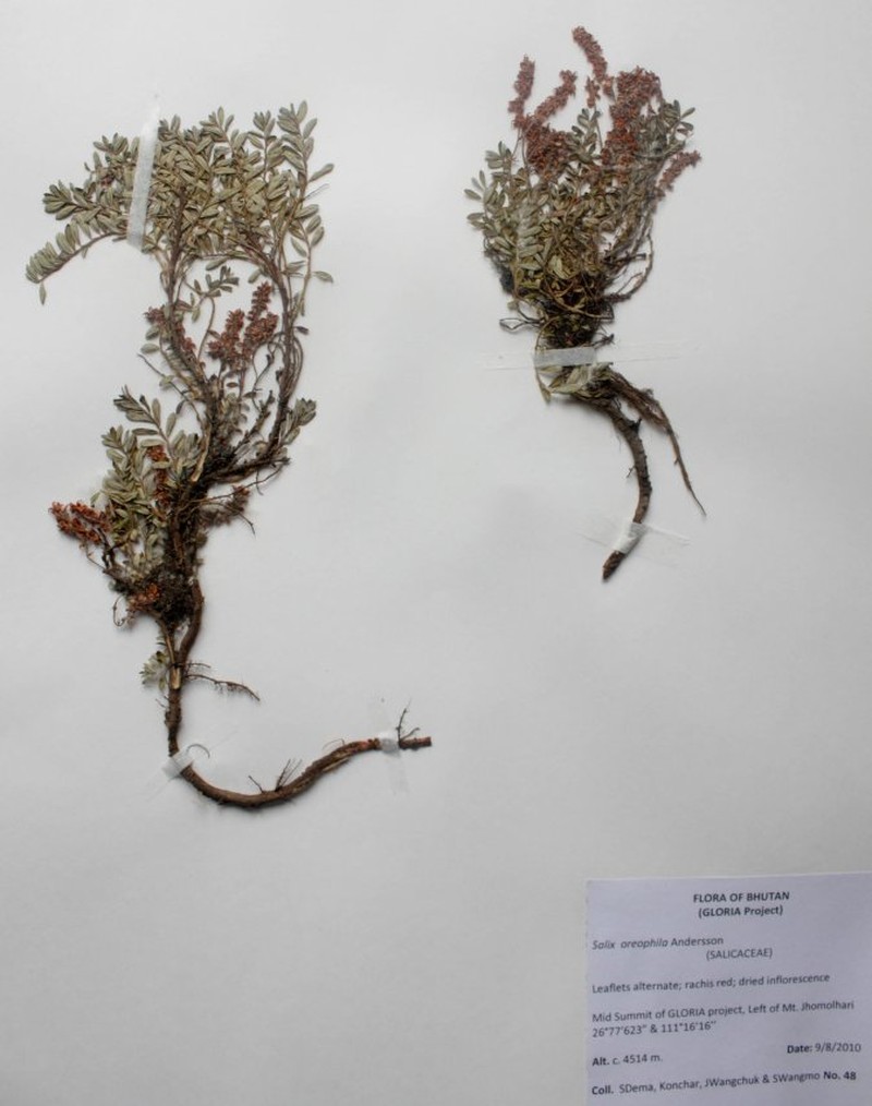 Salix oreophila photo 5