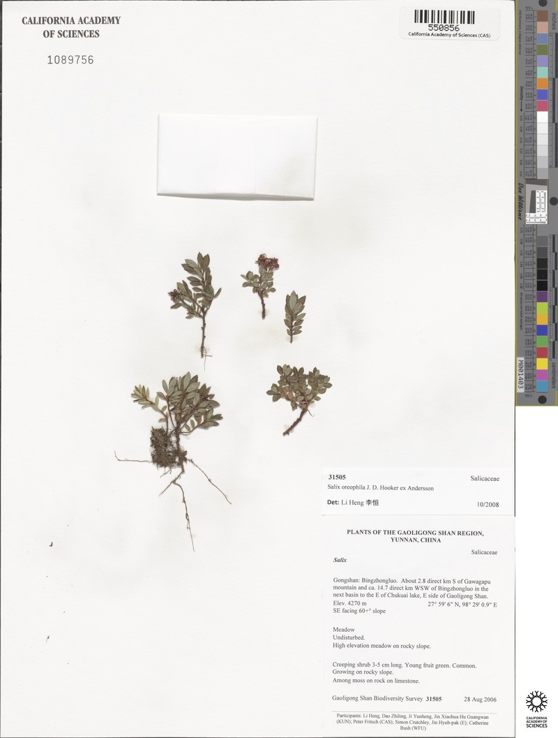 Salix oreophila photo 6