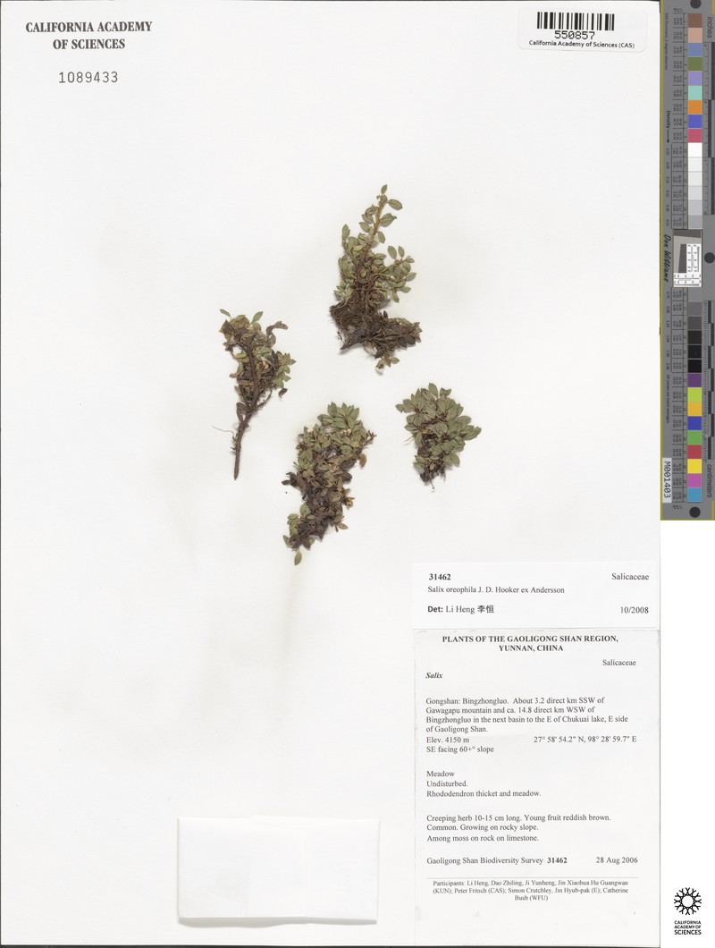 Salix oreophila photo 7