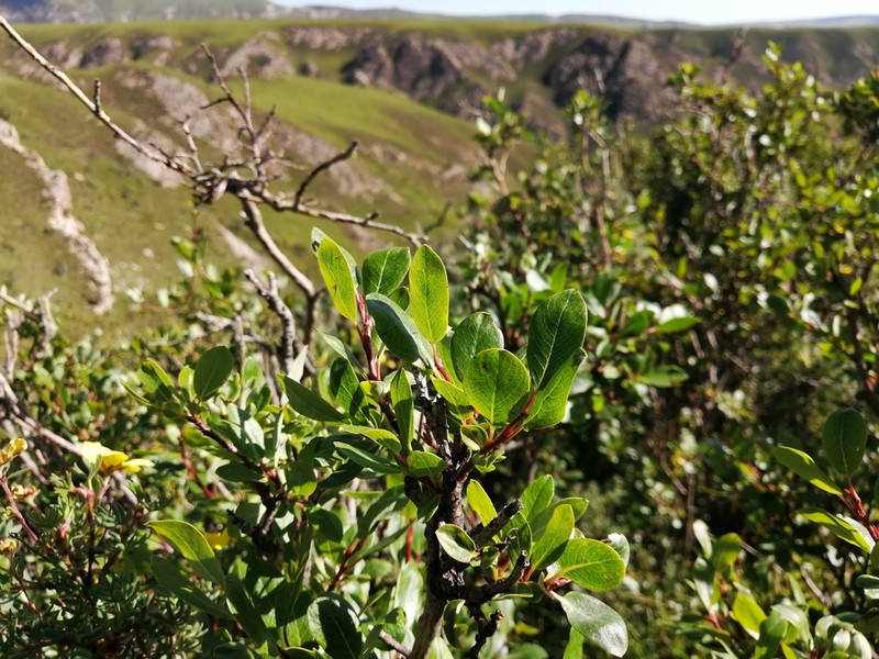 Salix oritrepha