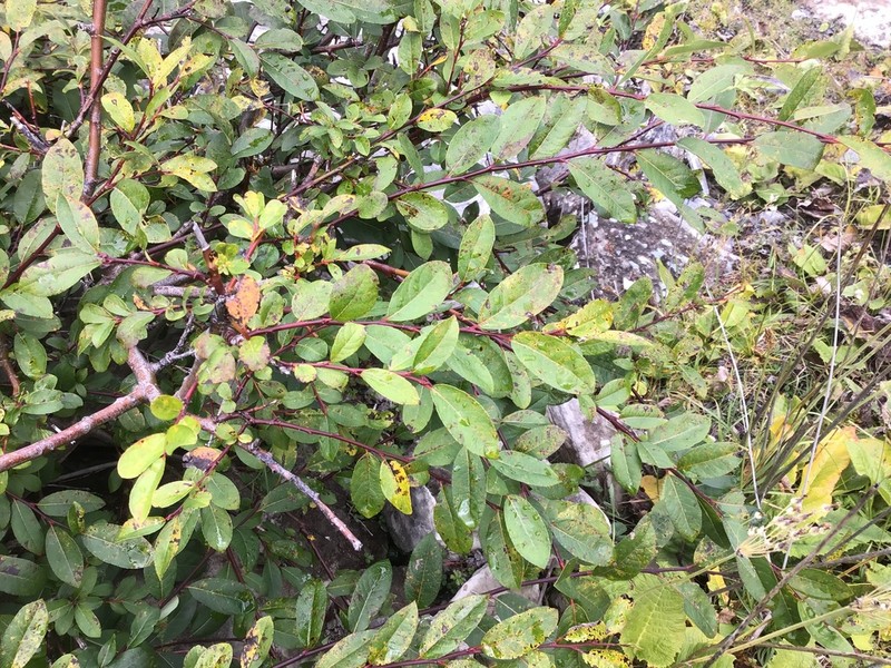 Salix oritrepha photo 2