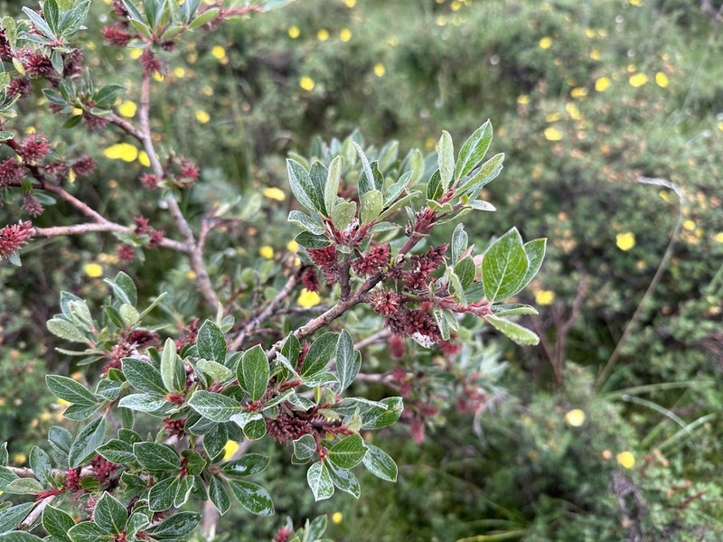 Salix oritrepha photo 3