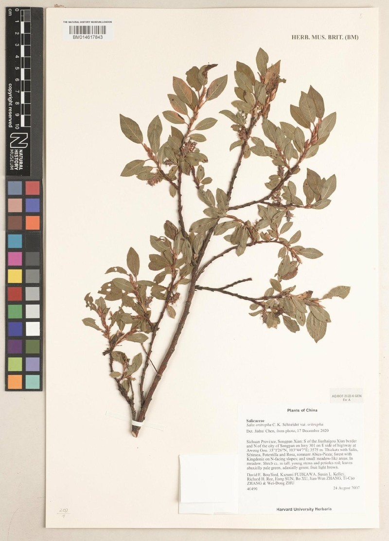 Salix oritrepha photo 5