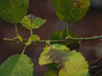 Salix oropotamica