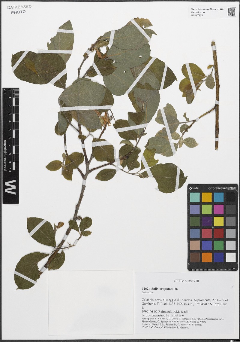Salix oropotamica photo 2