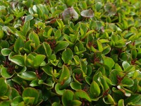 Oval-Leaf Willow