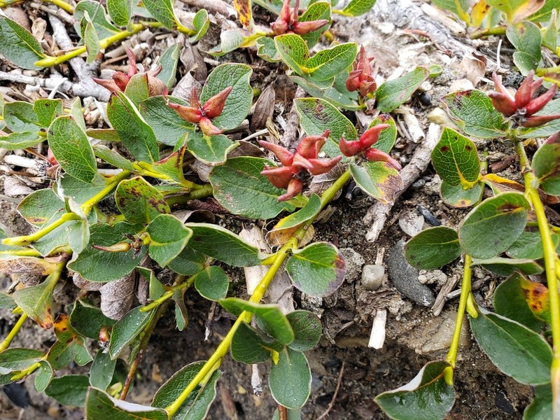 Oval-Leaf Willow photo 3