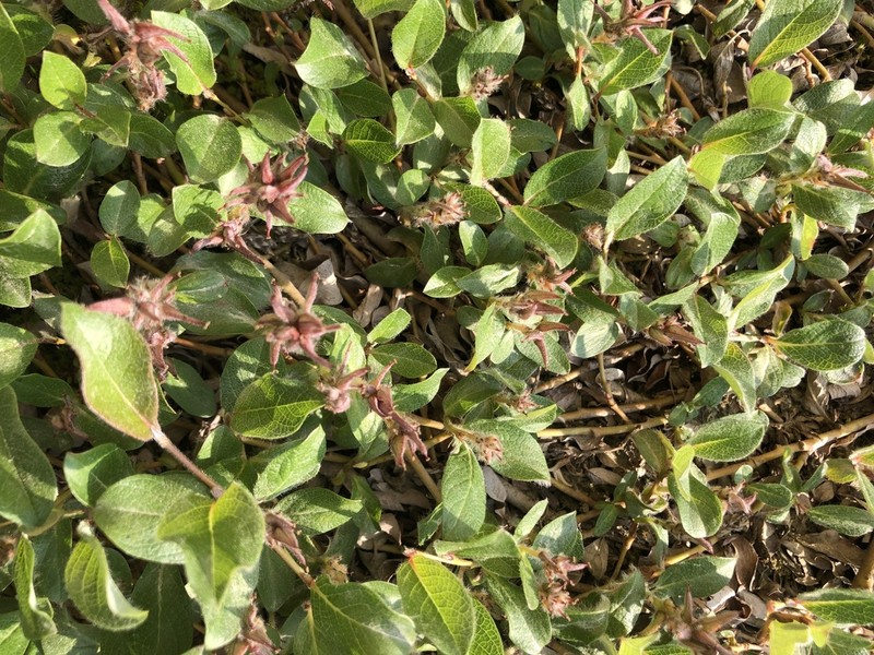 Oval-Leaf Willow photo 5