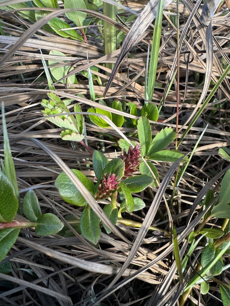 Oval-Leaf Willow photo 6